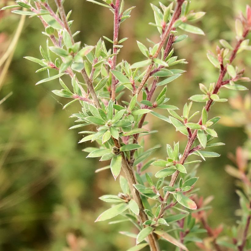 Leptospermum scoparium Snow Flurry (Follaje)