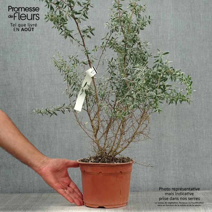 Ejemplar de Leptospermum lanigerum Silver Sheen - árbol del té lanudo Maceta 2L/3L entregado en verano
