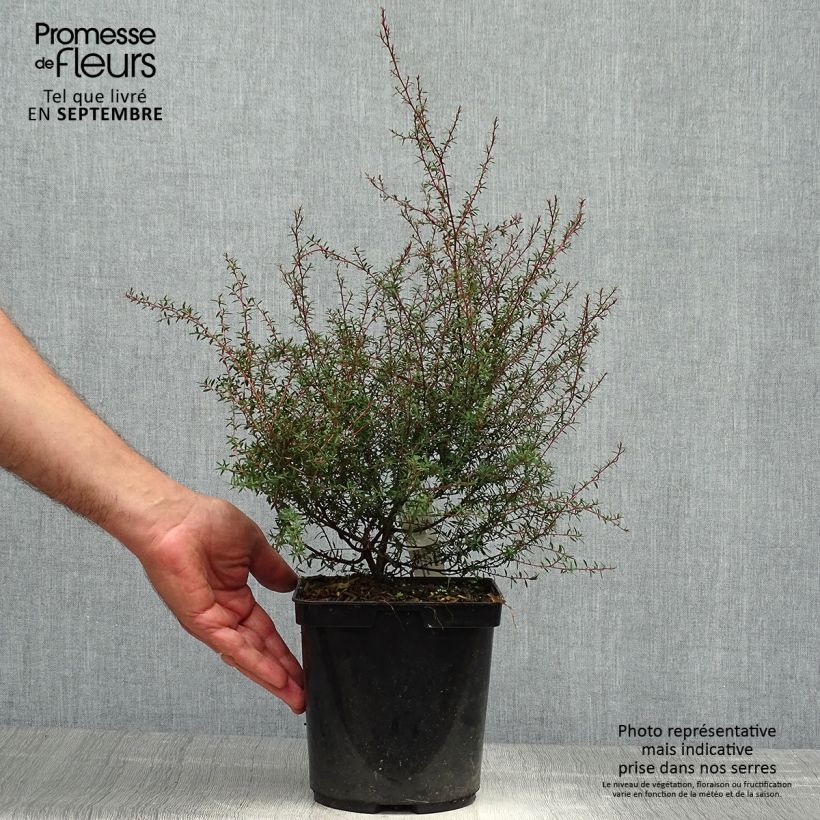 Ejemplar de Leptospermum scoparium Wiri Kerry Maceta 2L/3L entregado en otoño