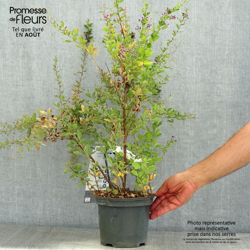 Ejemplar de Lespedeza bicolor Summer Beauty - Trébol japonés Maceta 3L/4L entregado en verano