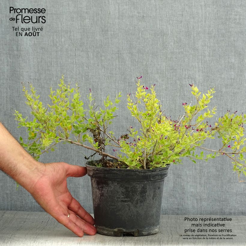 Ejemplar de Lespedeza bicolor Yakushima - Trébol japonés Maceta 3L/4L entregado en verano