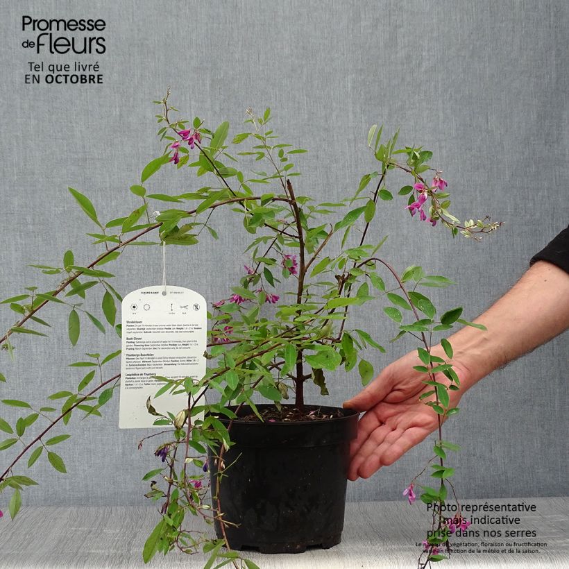 Ejemplar de Lespedeza thunbergii Maceta 2L/3L entregado en otoño