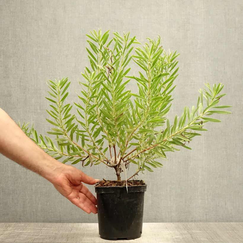 Ejemplar de Leucadendron Inca Gold Maceta 3L/4L entregado en verano
