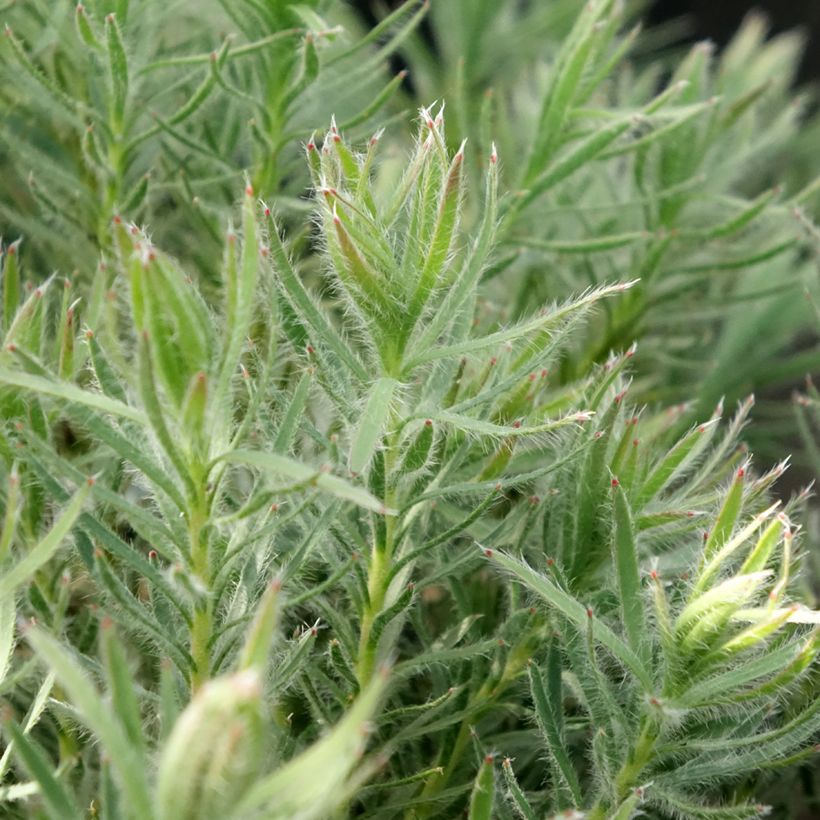 Leucadendron Jubilee Crown (Follaje)