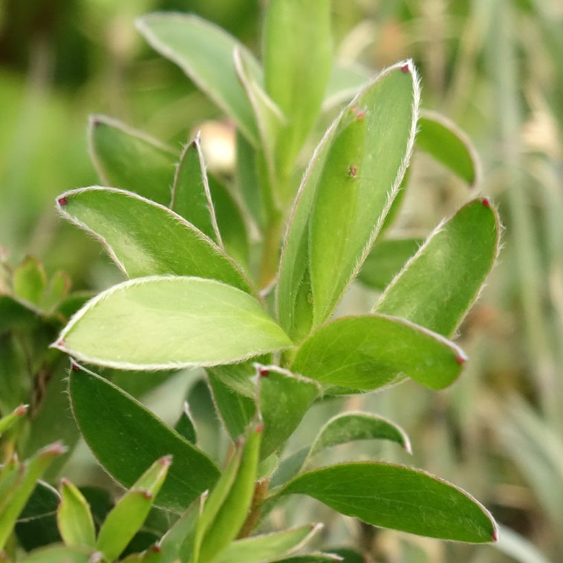 Leucadendron salignum x laureolum Safari Goldstrike (Follaje)