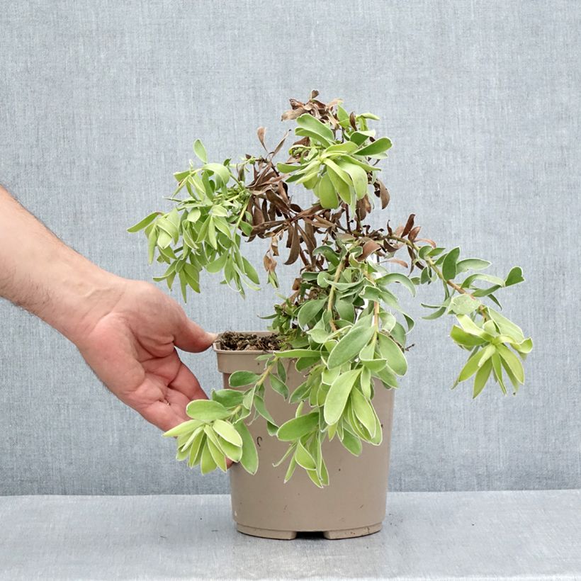 Ejemplar de Leucadendron salignum x laureolum Safari Goldstrike Maceta 3L/4L entregado en verano