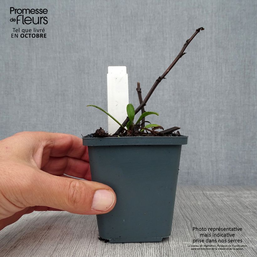 Ejemplar de Margarita Reina Polaris - Leucanthemum superbum Maceta de 8/9 cm entregado en otoño