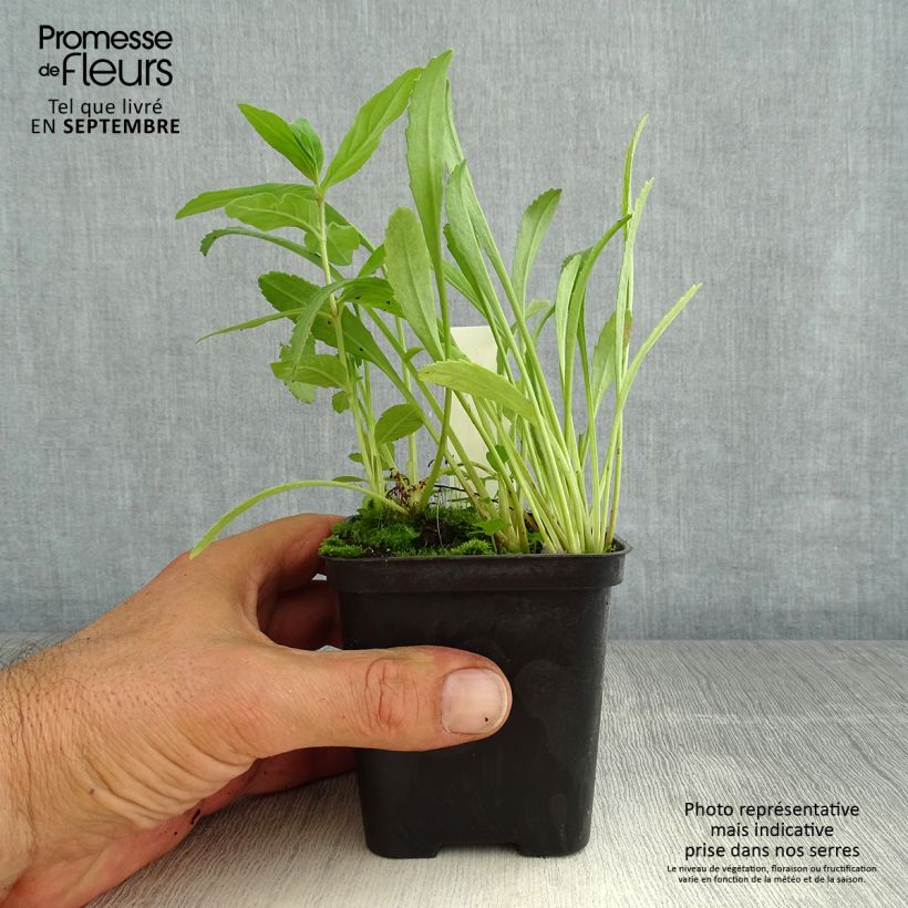 Ejemplar de Margarita Reina Shapcott Gossamer - Leucanthemum superbum Maceta de 8/9 cm entregado en verano