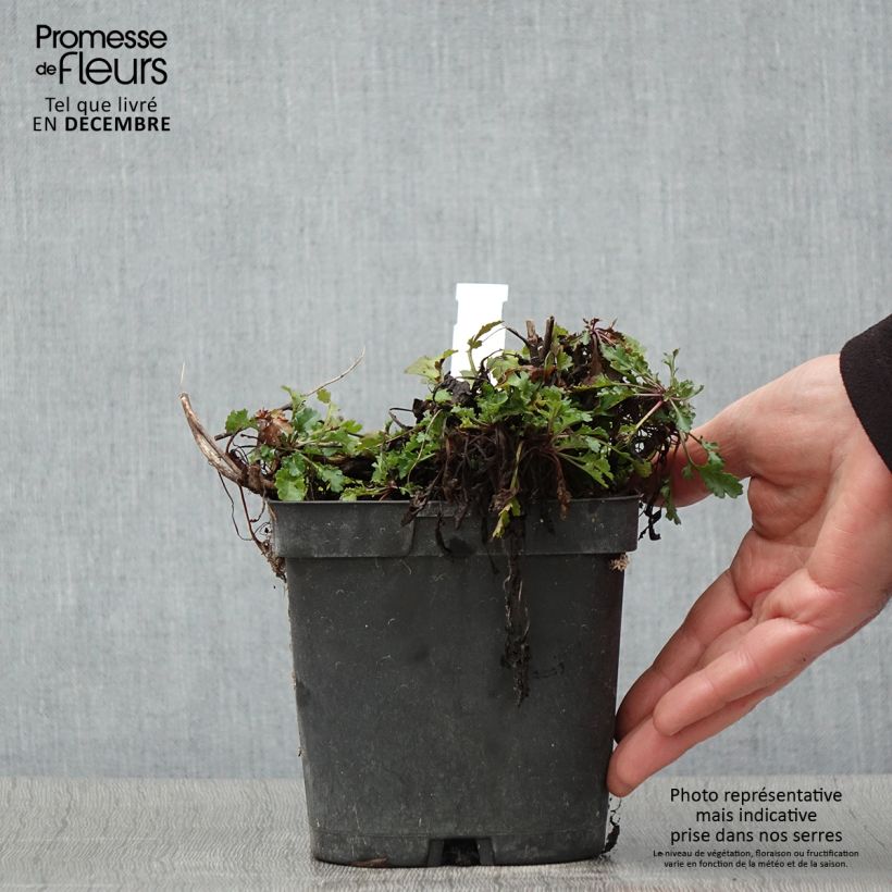 Ejemplar de Leucanthemum Snow Lady - Margarita mayor Maceta 2L/3L entregado en otoño