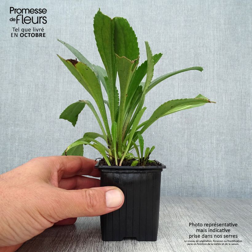 Ejemplar de Margarita Reina Becky - Leucanthemum superbum Maceta de 8/9 cm entregado en otoño