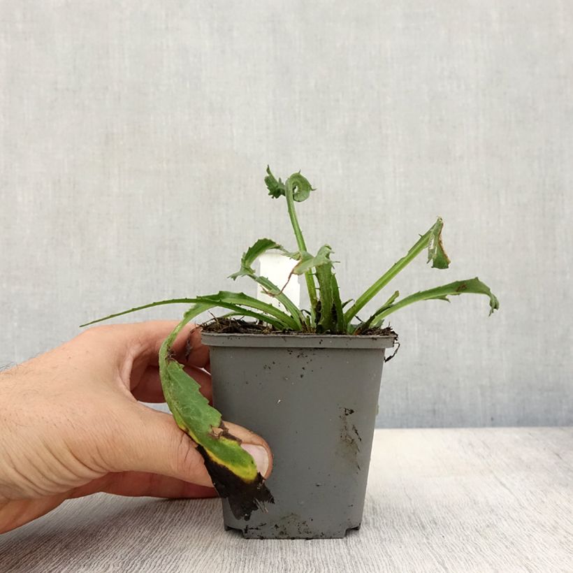 Ejemplar de Margarita Reina Goldfinch - Leucanthemum superbum Maceta de 8/9 cm entregado en otoño