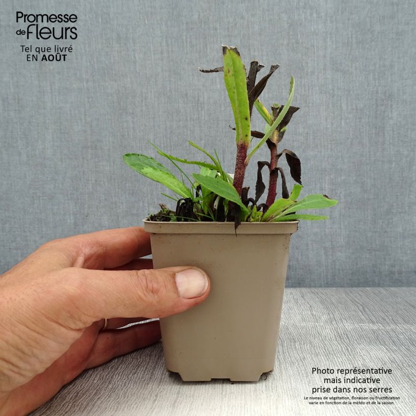 Ejemplar de Margarita Reina Luna - Leucanthemum superbum Maceta de 8/9 cm entregado en verano