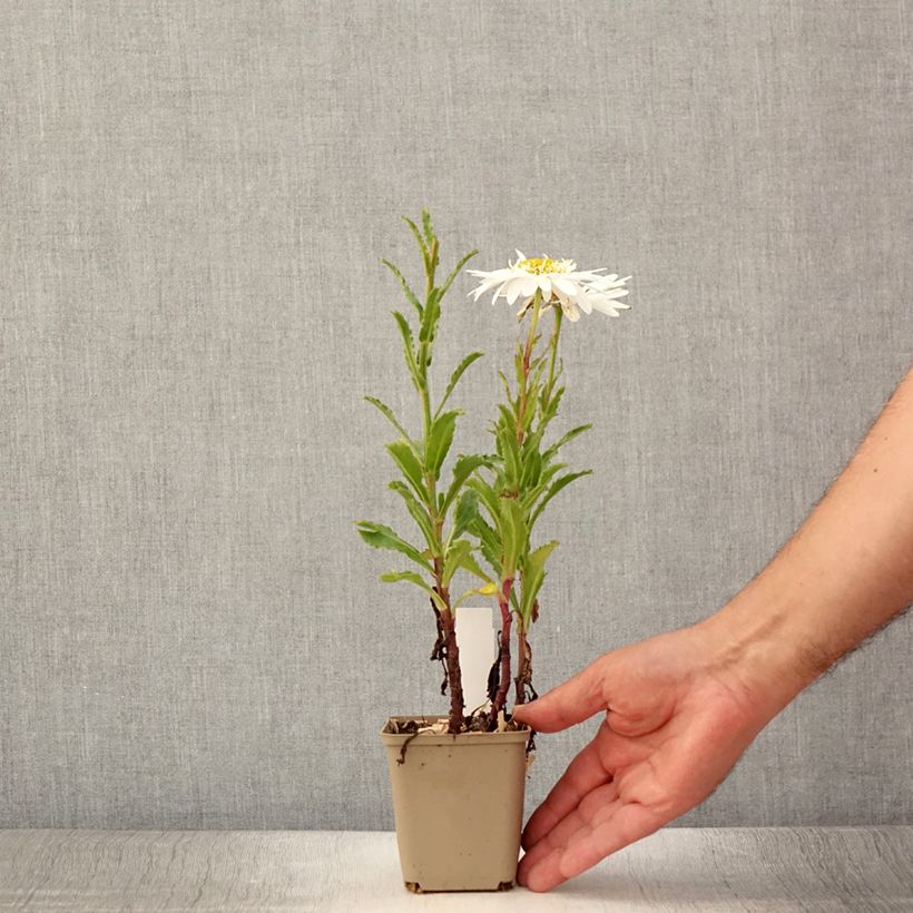 Ejemplar de Margarita Reina Real Glory - Leucanthemum superbum Maceta de 8/9 cm entregado en verano