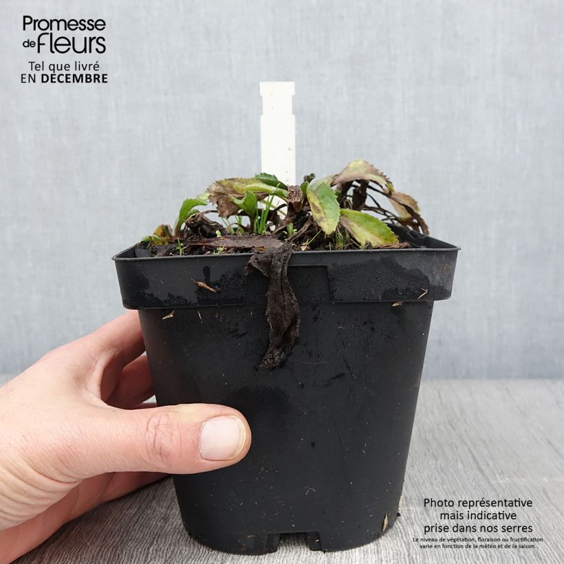 Ejemplar de Margarita Reina Wirral Supreme - Leucanthemum superbum Maceta 2L/3L entregado en otoño