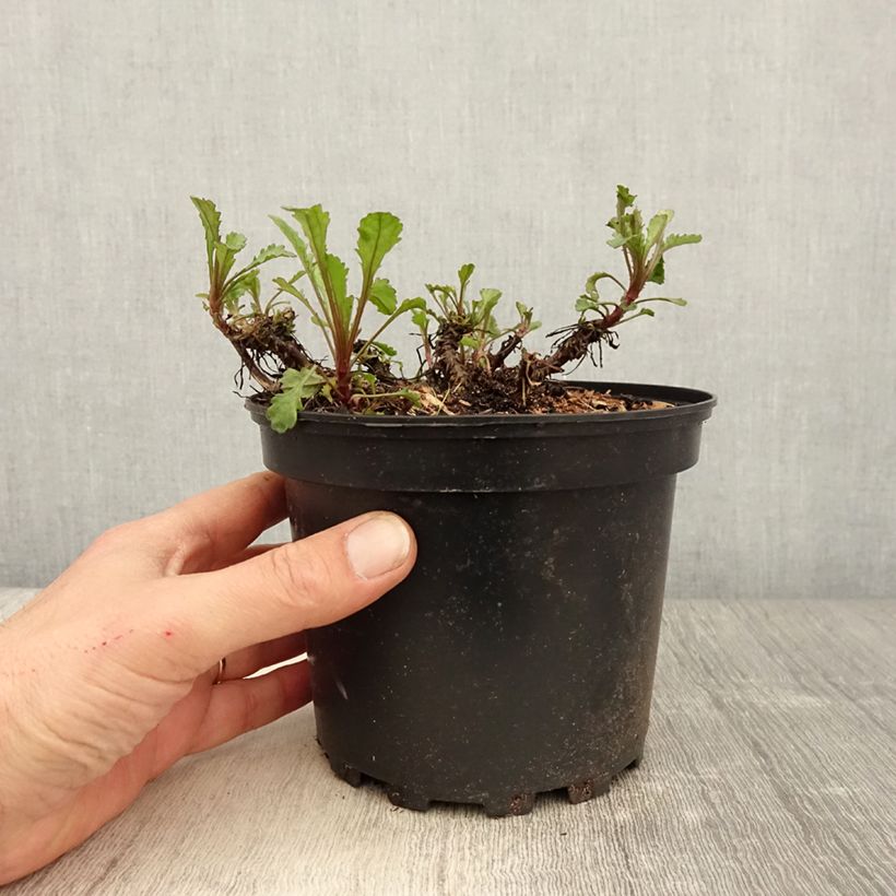 Leucanthemum vulgare Maikonigin - Margarita mayor Maceta 2L/3L Ejemplar entregado en la primavera