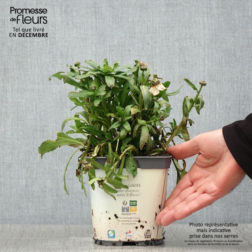 Ejemplar de Leucanthemum vulgare - Margarita mayor Maceta 2L/3L entregado en otoño