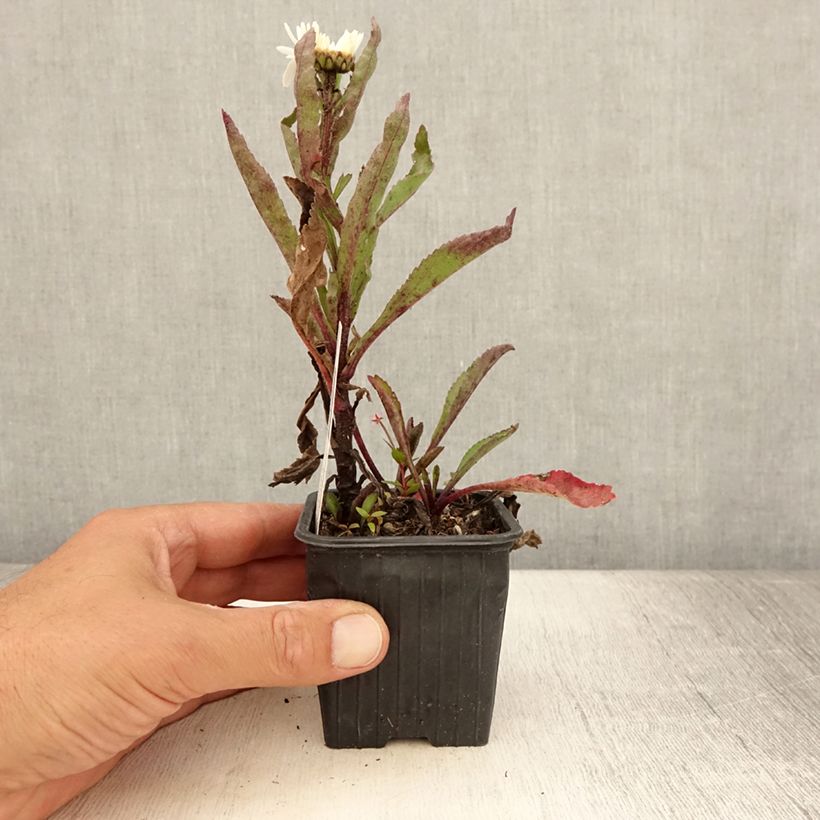 Ejemplar de Margarita Reina Brightside - Leucanthemum superbum Maceta de 8/9 cm entregado en verano