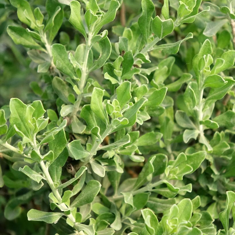 Leucophyllum langmaniae - Cenizo (Follaje)
