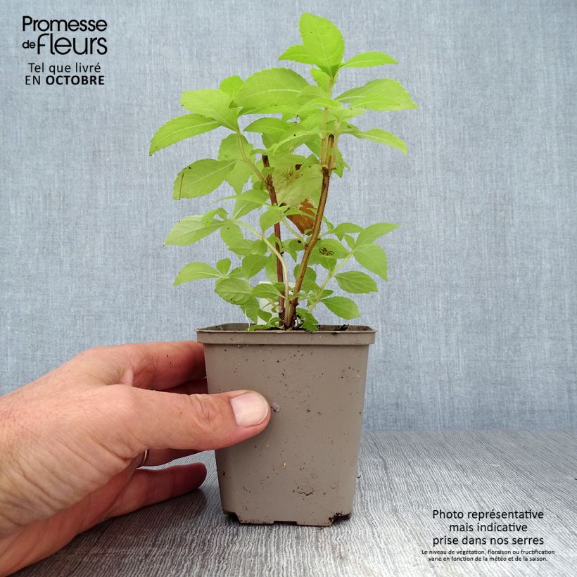 Ejemplar de Leucosceptrum Golden Angel - Leucosceptrum japonicum Maceta de 8/9 cm entregado en otoño