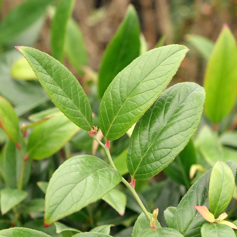 Leucothoe axillaris Red Lips (Follaje)