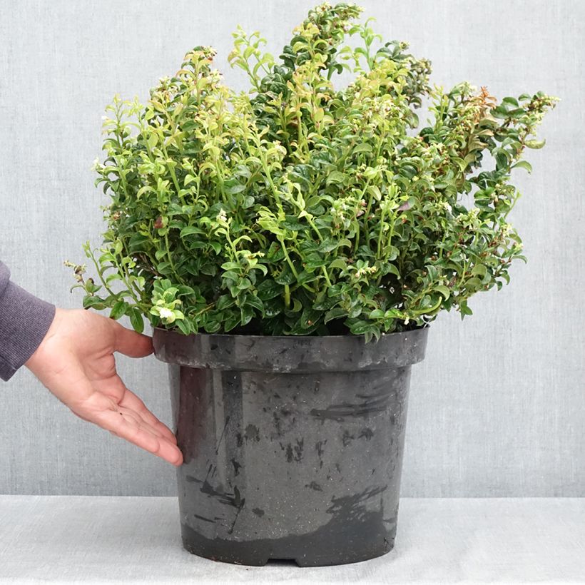 Leucothoe axillaris Twisting Red Maceta 7,5L/10L Ejemplar entregado en la primavera