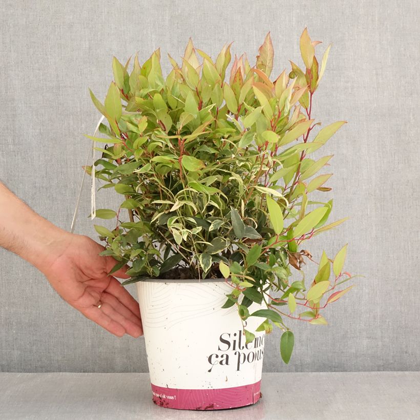 Ejemplar de Leucothoe fontanesiana Color Diamond Maceta 4L/5L entregado en verano