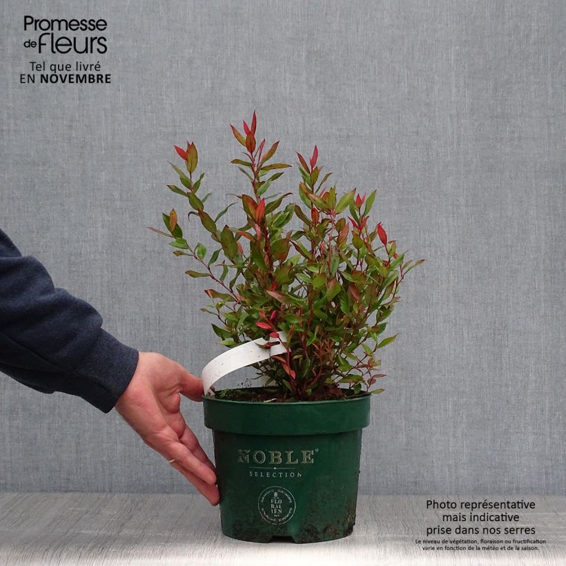 Ejemplar de Leucothoe fontanesiana Little Flames Maceta 2L/3L entregado en otoño