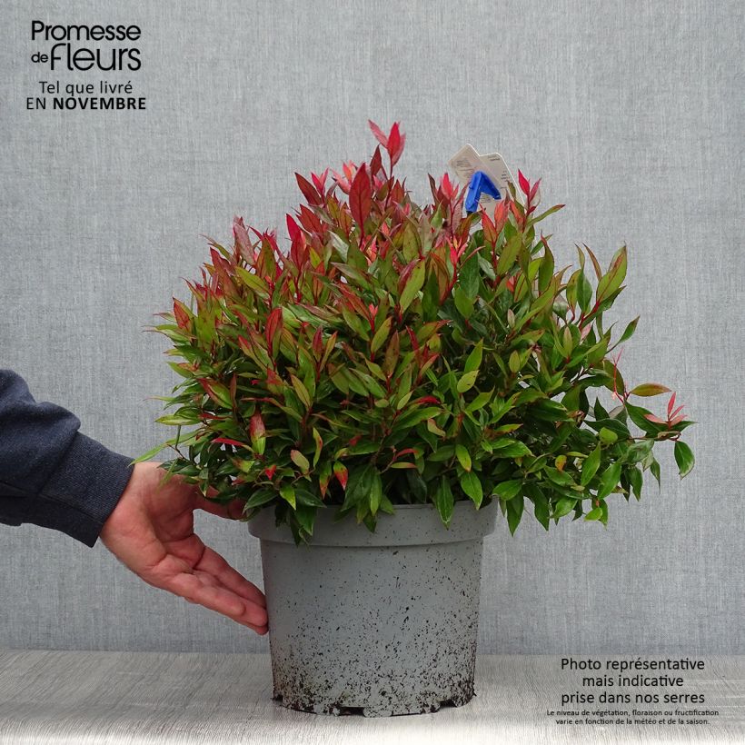 Ejemplar de Leucothoe fontanesiana Little Flames Maceta 4L/5L entregado en otoño