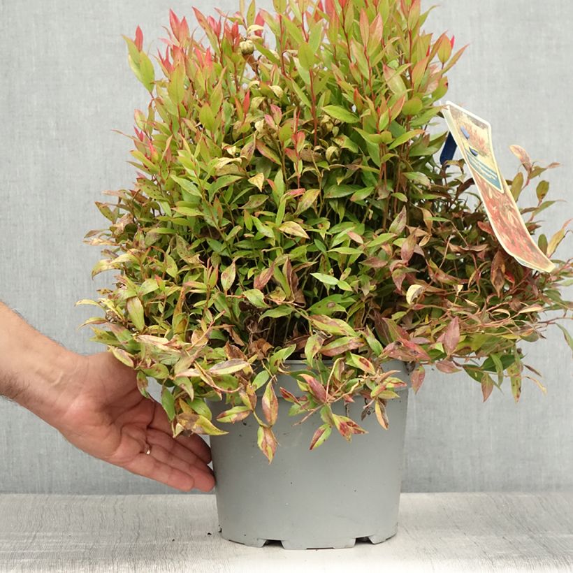 Ejemplar de Leucothoe fontanesiana Little Flames Pot de 4L/5L entregado en verano