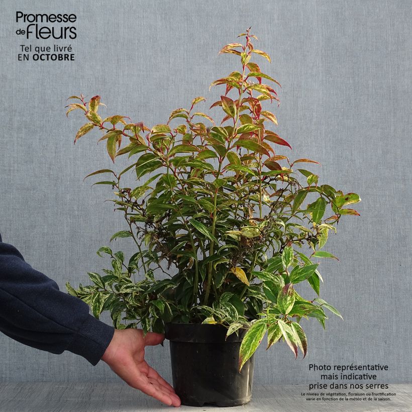 Ejemplar de Leucothoe fontanesiana Makijaz Maceta 3L/4L entregado en otoño