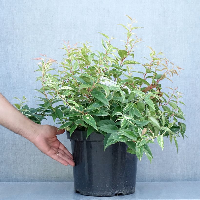 Ejemplar de Leucothoe fontanesiana Makijaz Maceta 7,5L/10L entregado en verano