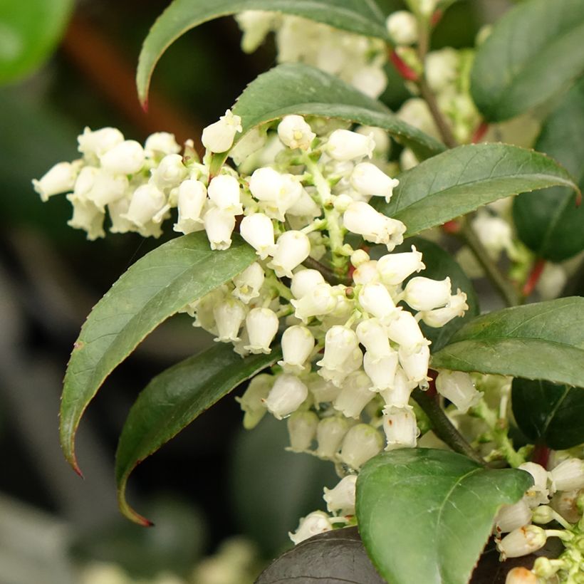 Leucothoe fontanesiana Dark Diamond (Floración)