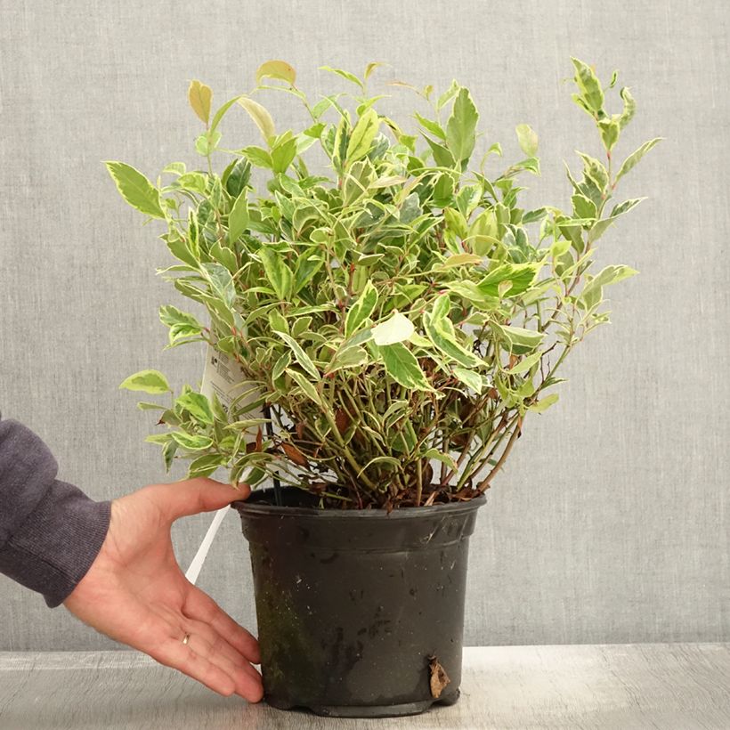 Ejemplar de Leucothoe walteri Firestar Maceta 2L/3L entregado en otoño