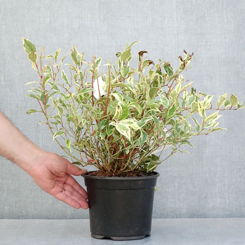 Leucothoe walteri Firestar - Pot de 2L/3L Ejemplar entregado en la primavera