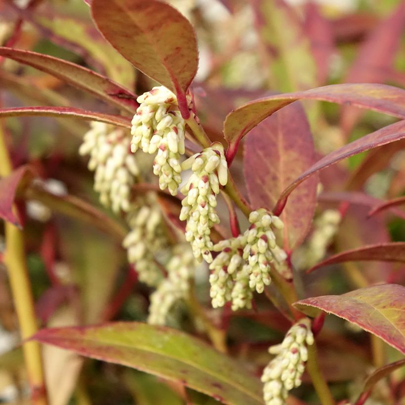 Leucothoe walteri Royal Ruby (Floración)