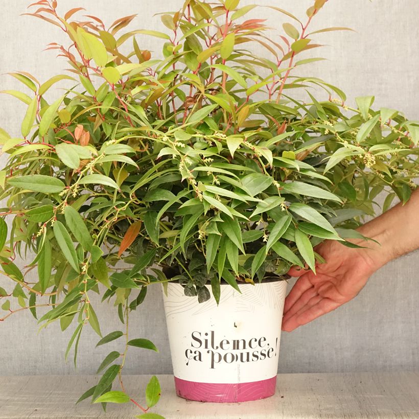 Ejemplar de Leucothoe walteri Royal Ruby Pot de 2L entregado en verano
