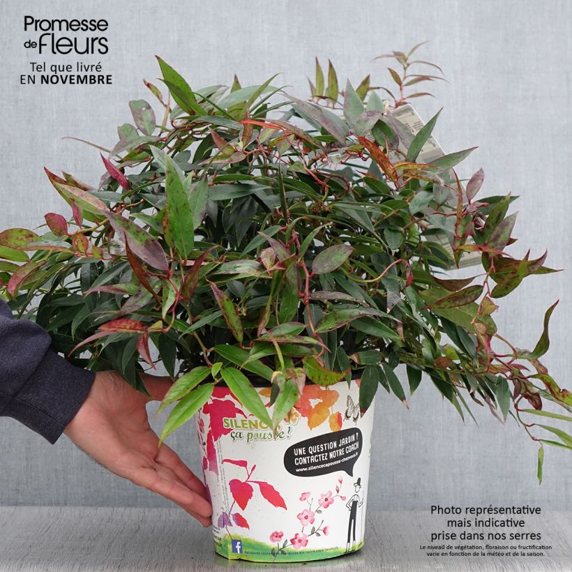 Ejemplar de Leucothoe walteri Royal Ruby Maceta 2L/3L entregado en otoño