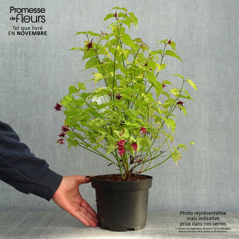 Ejemplar de Leycesteria formosa Golden Lanterns - Madreselva del Himalaya Maceta 2L/3L entregado en otoño