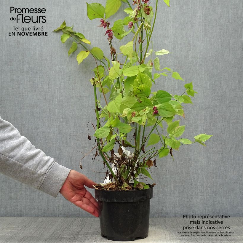 Ejemplar de Leycesteria formosa Little Lanterns - Madreselva del Himalaya Maceta 3L/4L entregado en otoño