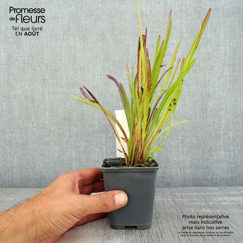 Ejemplar de Liatris ligulistylis - Liatride Maceta de 8/9 cm entregado en verano