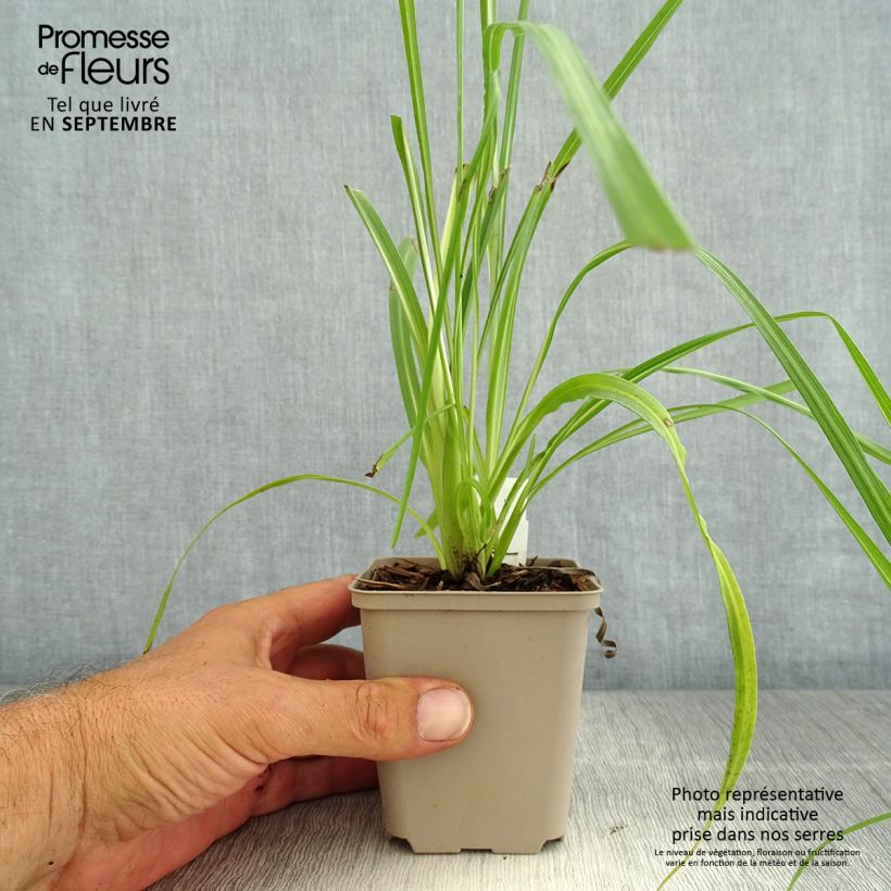 Ejemplar de Liatris pycnostachya - Liatride Maceta de 8/9 cm entregado en verano