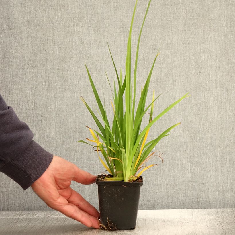 Ejemplar de Libertia formosa Maceta de 8/9 cm entregado en otoño