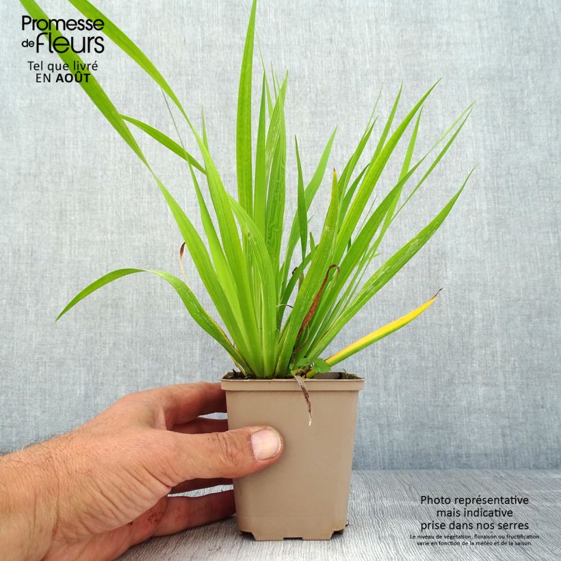 Ejemplar de Libertia formosa - Iris du Chili Godet de 8/9 cm entregado en verano