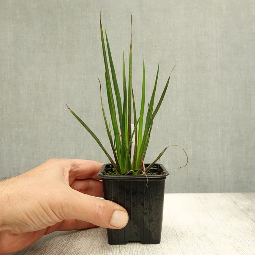 Ejemplar de Libertia ixioides Taupo Sunset Maceta de 8/9 cm entregado en otoño