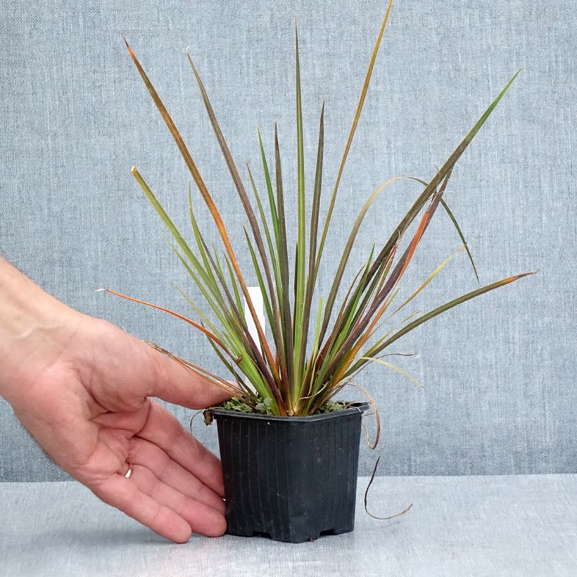 Ejemplar de Libertia ixioides Taupo Sunset Maceta de 8/9 cm entregado en verano