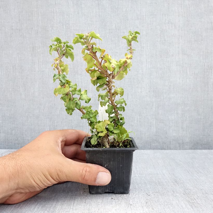 Ejemplar de Hedera helix Conglomerata Maceta de 8/9 cm entregado en verano