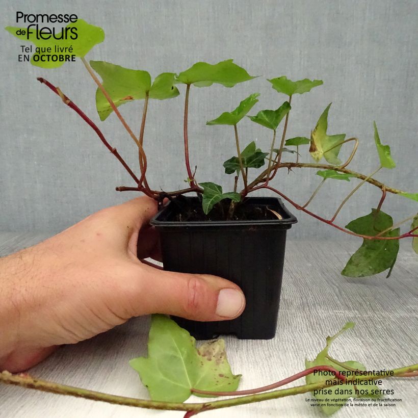 Ejemplar de Hiedra - Hiedra común Maceta de 8/9 cm entregado en otoño