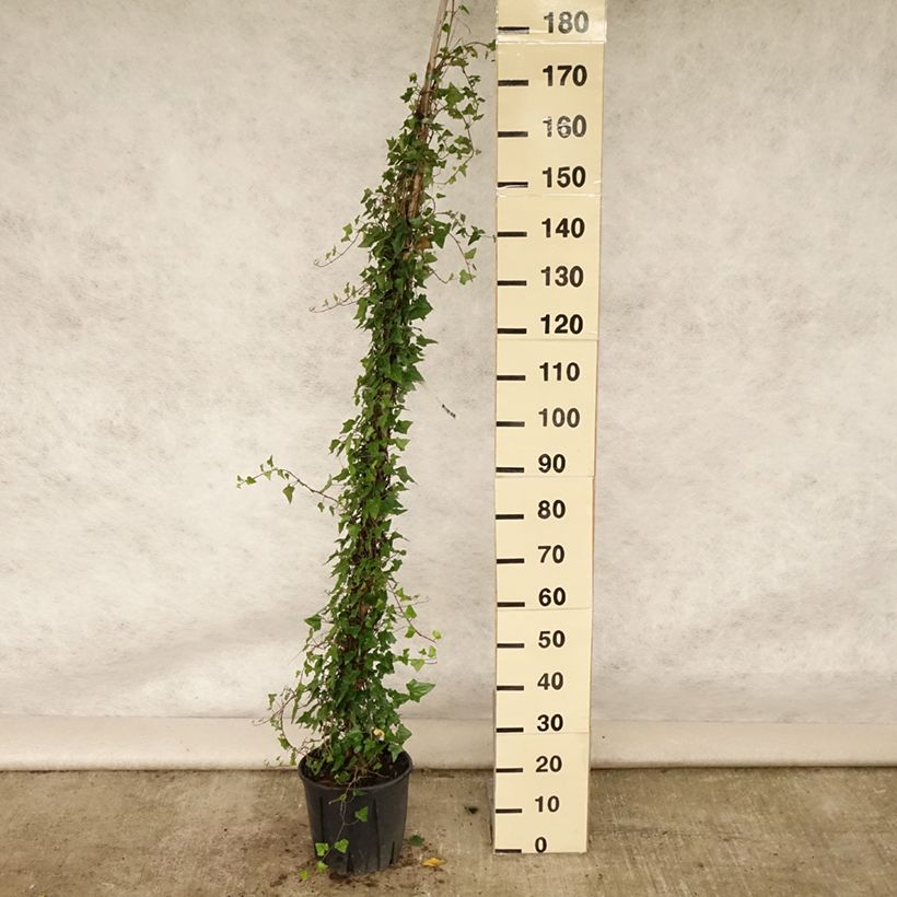 Ejemplar de Hiedra - Hiedra común Maceta 7,5L/10LAltura de entrega aprox. 175/200cm entregado en verano