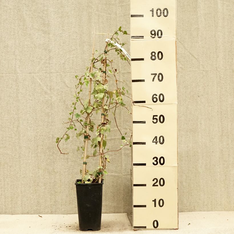 Ejemplar de Hiedra Eva Maceta 2L/3LAltura de entrega aprox. 60/80cm entregado en verano