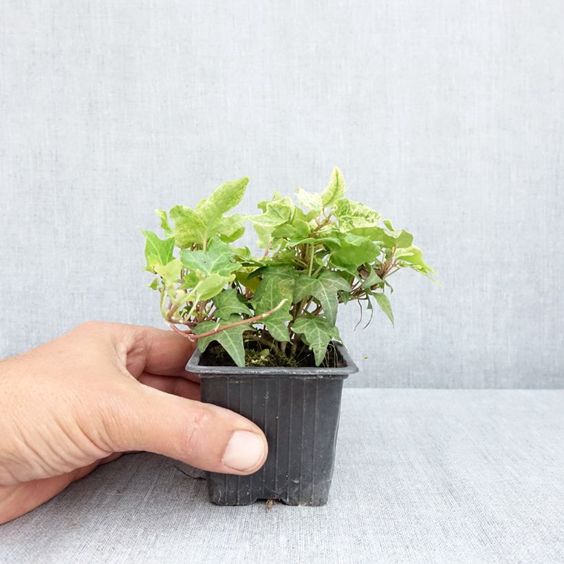 Hedera helix Frosty Maceta de 8/9 cm Ejemplar entregado en la primavera